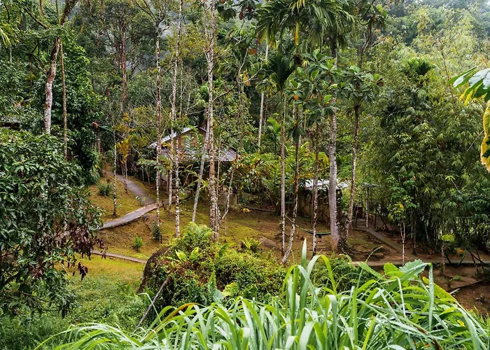 Rain Forest Inn