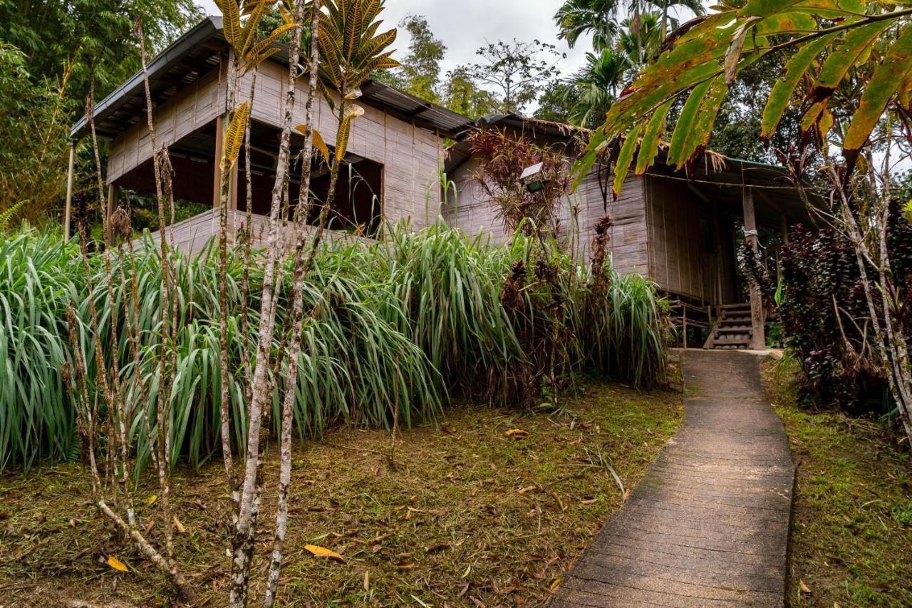 Rain Forest Lodge Ringlet
