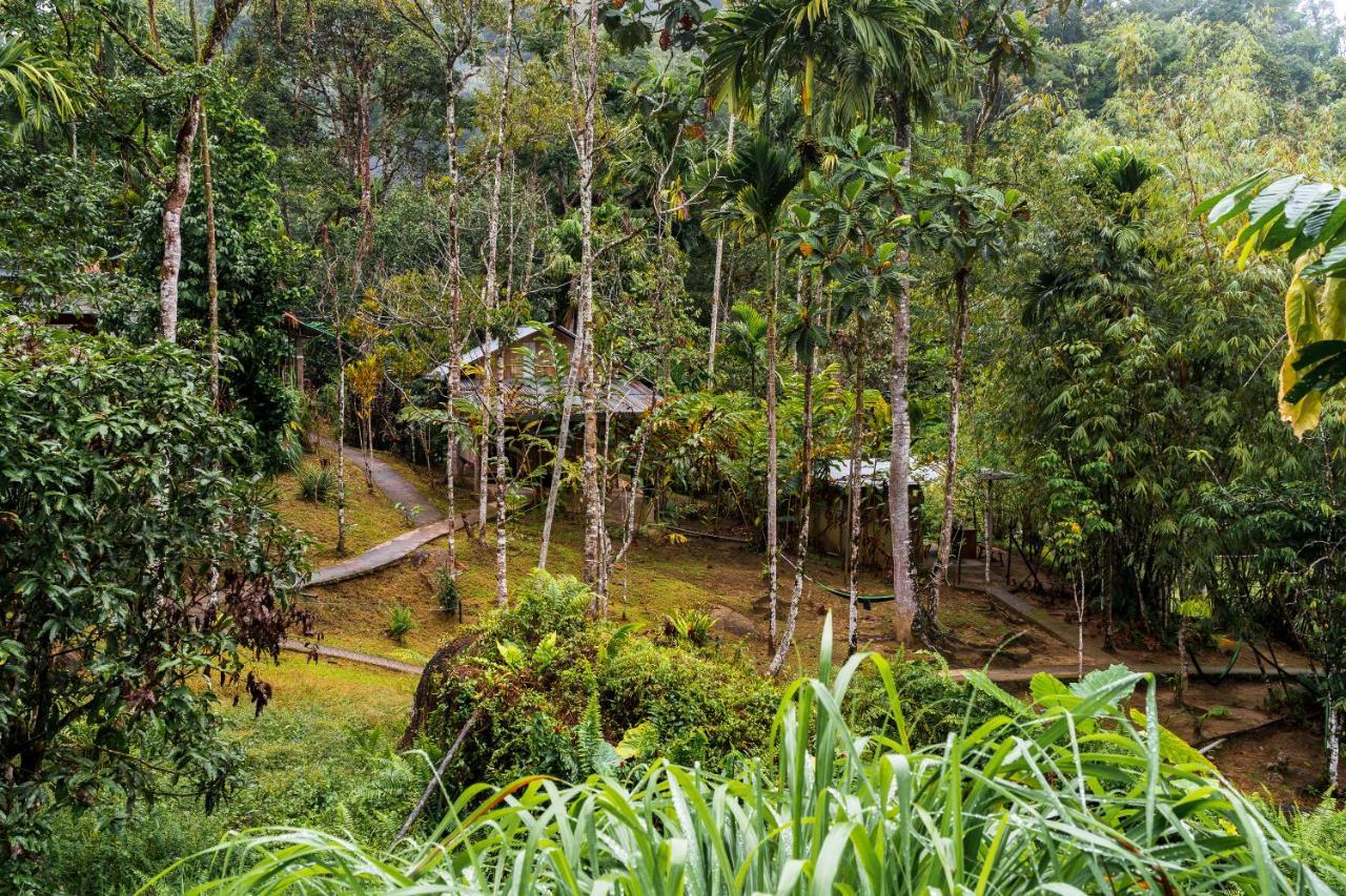 Lodge Rain Forest *