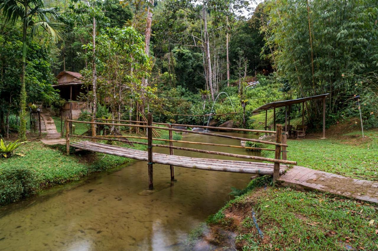 Rain Forest * Ringlet