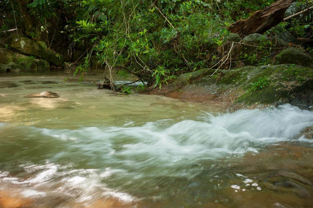 Lodge Rain Forest *